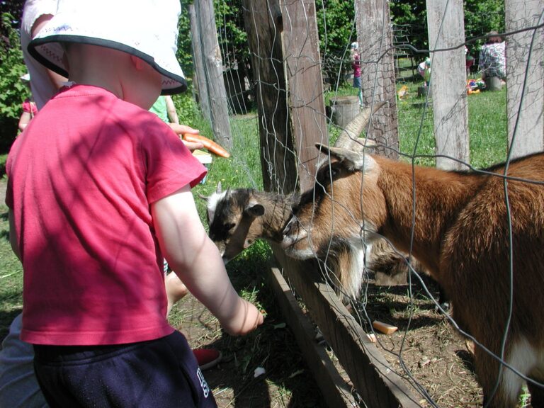 Kitsed krõmpsutasid porgandit hea meelega.