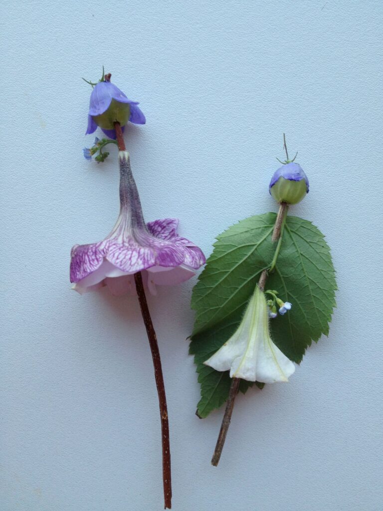 Lilleõitest ja -lehtedest Pöial-Liisisid oskab teha ilmselt iga laps.