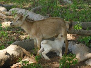 Kits on levinuim lihaloom. Kitsepiima tarvitavad ainult talled.