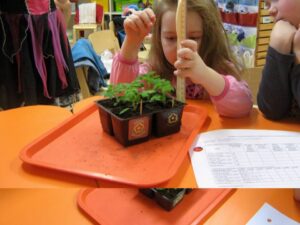 „Kas siin on kirjas 6 või 9 sentimeetrit?” uurivad Märjamaa Pillerpalli lasteaia lapsed tomatitaime pikkust mõõtes.