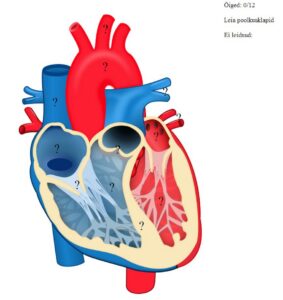 Interaktiivne testmäng südame osade selgeks õppimiseks. Vaatad küsimust, klikid enda arvates õiget vastust ja saad kohe teada, kas läks õigesti. 