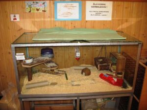 Terraarium Mahnala lasteaias. Selle puhtuse ning asukate – liivahiirte ja suure teo toitmise eest vastutavad lapsed ise. 