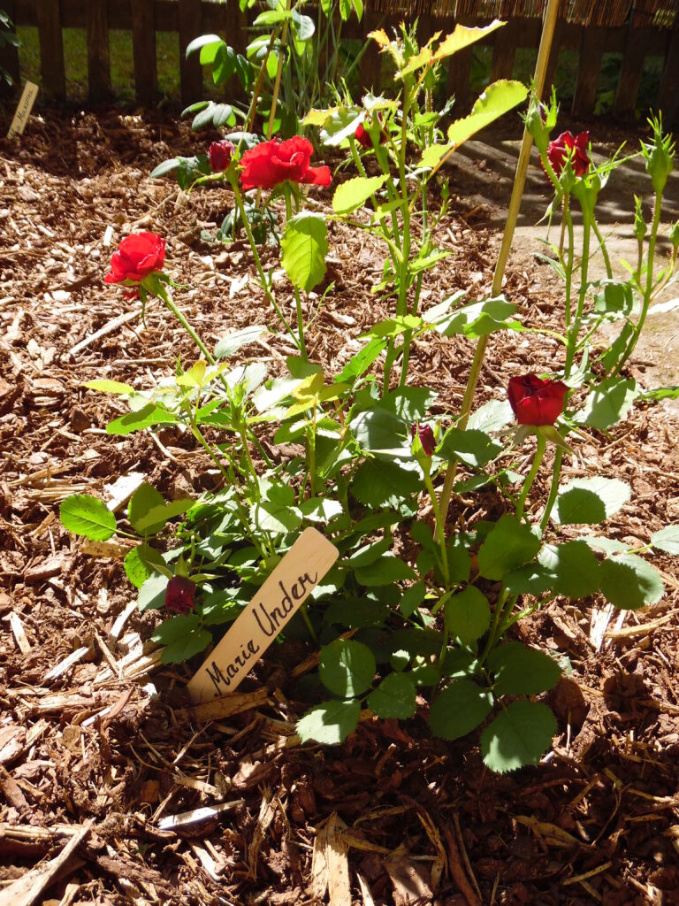 Marie Underi nimeline roos tema koduaias. Fotod: Mari Klein