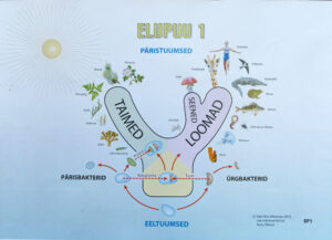 Elupuu ehk nn puukujuline süsteem elusolendite ja nende kogumite struktureerimiseks. illustratsioon: Raik-Hiio Mikelsaare ettekandest