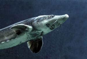 Täiskasvanud Siberi tuur on ligi meetri pikkune. Foto: internet