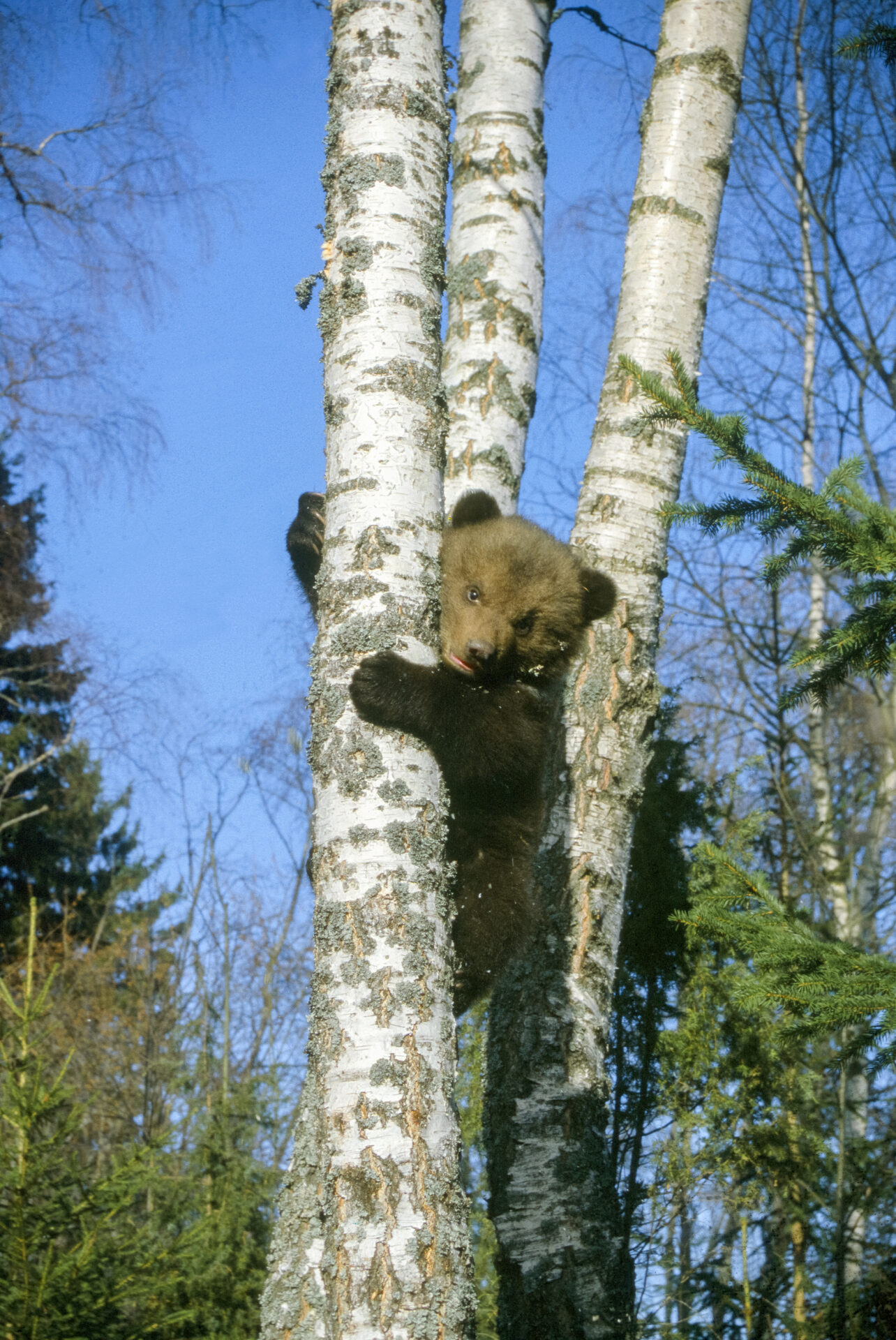 Seletuskiri õpetajatele: miks minust ei saanud karu-uurijat