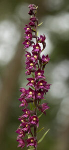 Tumepunane neiuvaip (Epipactis atrorubens). Foto: Arto-Randel Servet