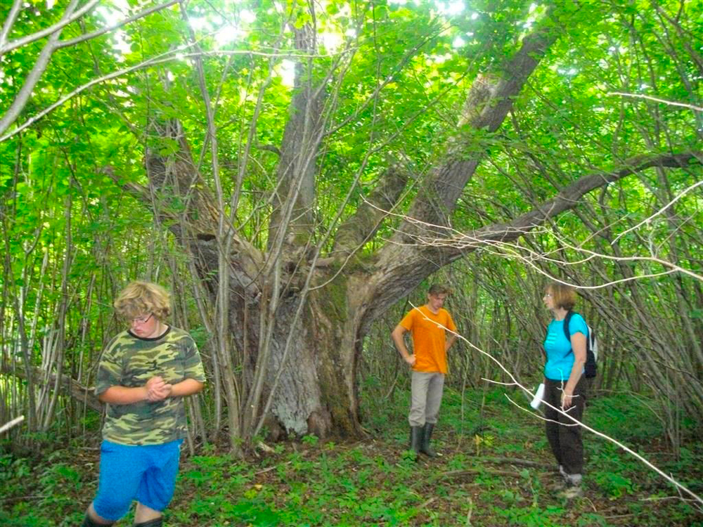 Hiite koht ei ole muuseumis