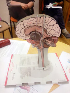 Osalejad said uurida, milline on naiste ja meeste aju. Foto: erakogu