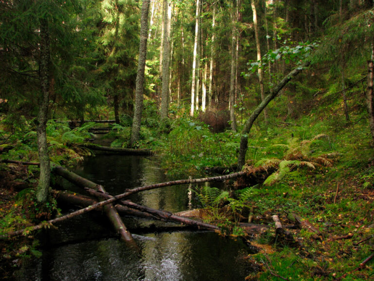 Eestimaa loodus vs. üleliidulised kaevandusprojektid: Hara oja Lahemaal. Foto: estonica.org