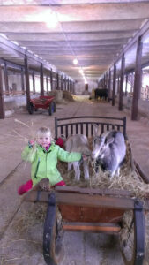 Muuseumi kitsed tunnevad ennast laste seltsis hästi. Foto: Liina Marandi