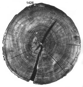 Kaali järve ülemistest setetest tamme eluring (vt Vello Lõugas. Kaali kraatriväljal Phaethonit otsimas; 1996). Üks viimaseid järve langenud põlispuid on varisenud aastal 1426. Seega pidi olema seks ajaks püha hiie hävitamisega ühele poole jõutud.