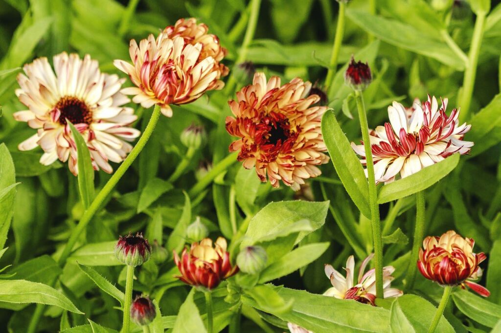 Botaanikaaias saab näha maagilisi nõiataimi