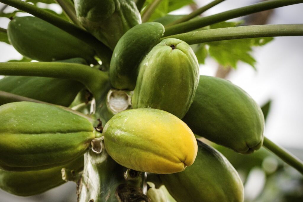 Põnevate ja eksootiliste toidutaimede näitus Tallinna botaanikaaias