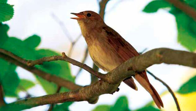 „Tere, kevad!” kutsub taas!