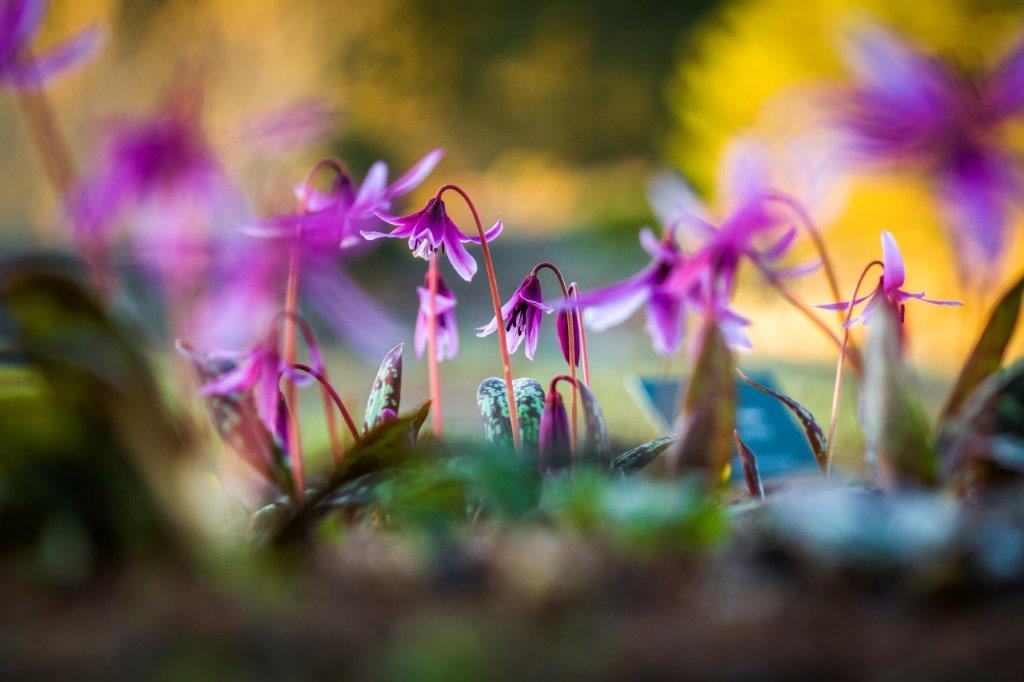 Varakevadisi sibullilli tutvustav teemapäev botaanikaaias