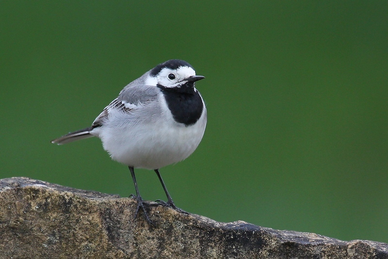 Aialinnuvaatlejad aitavad teha rahvateadust