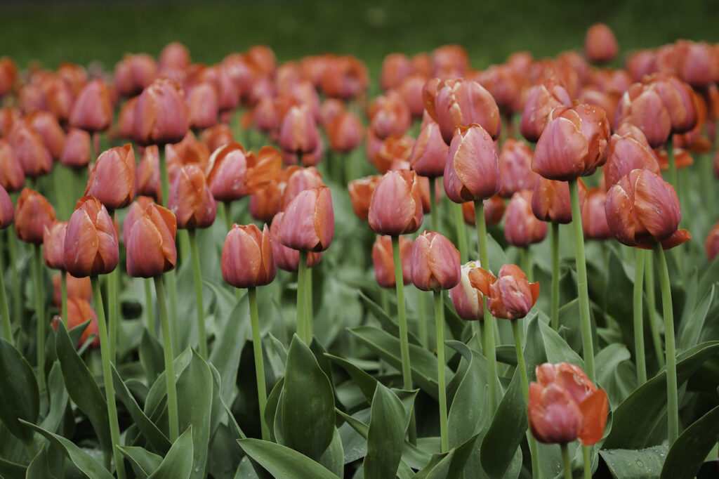 Õitsvad tulbid, nartsissid ja disainilaat botaanikaaias