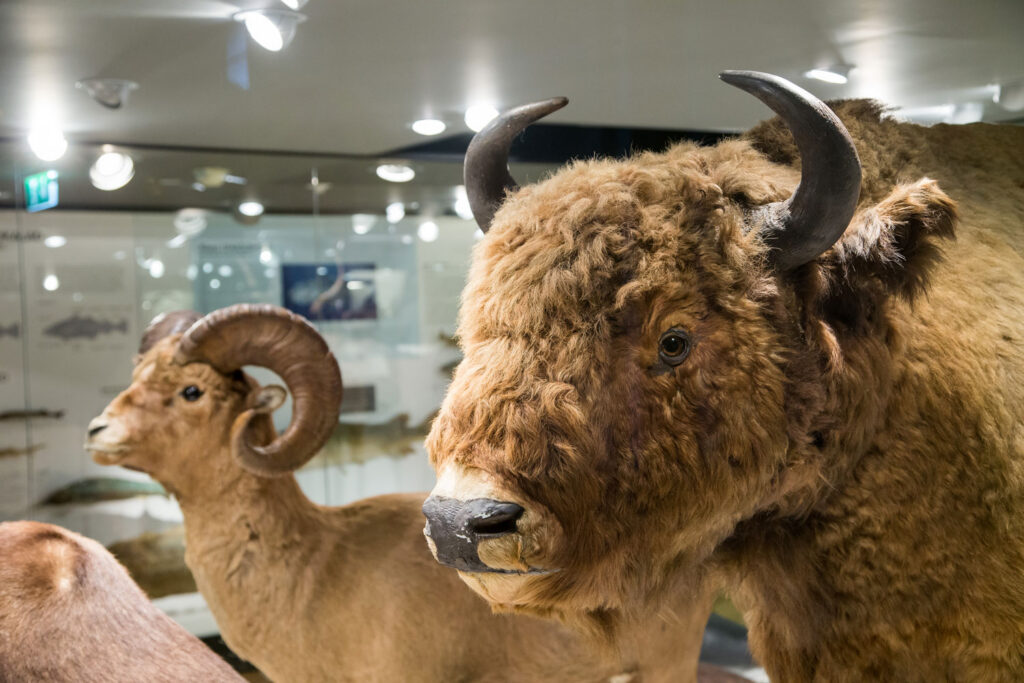 TÜ loodusmuuseumis saab kõndida kaduvate liikide kannul