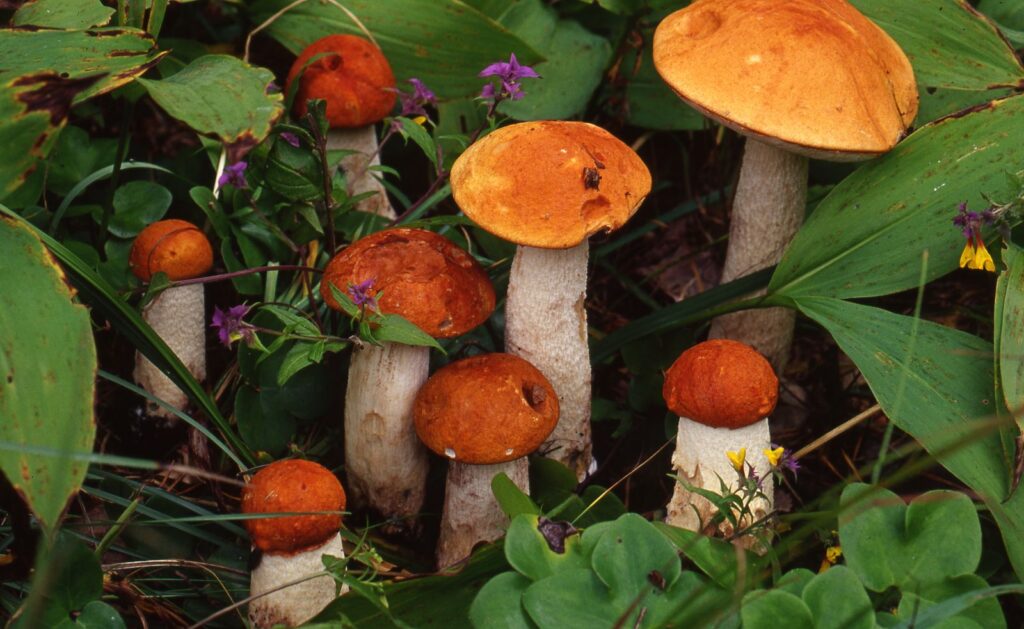 Seenenäitus toob külastajate ette 150 seeneliiki ning seeneussid