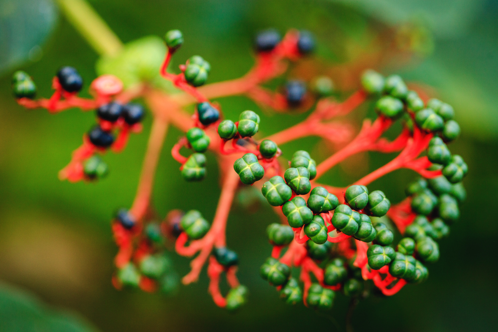 Tasuta teemaekskursioonid Tallinna botaanikaaias