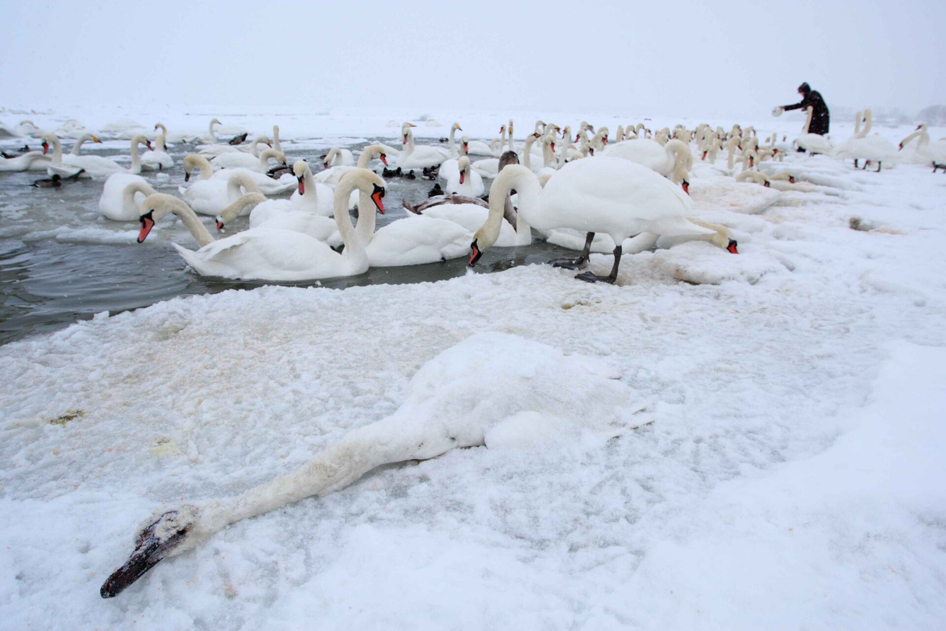Ainulaadse fotokonkursiga kutsutakse märkama linnaloodust