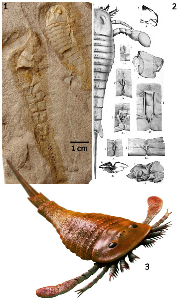 Hallidest kividest müstilisteks ürgelukateks