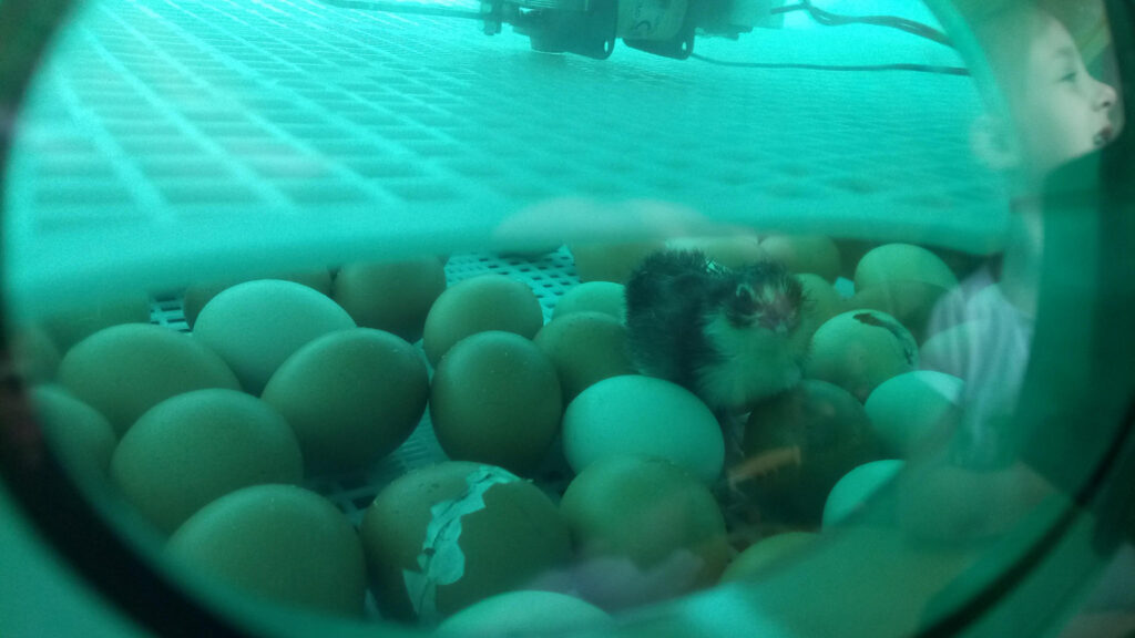 Kui lasteaias on loomad