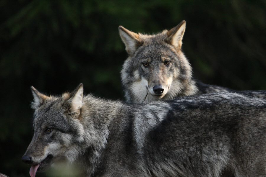 Kust loomad (ja taimed) tulevad?