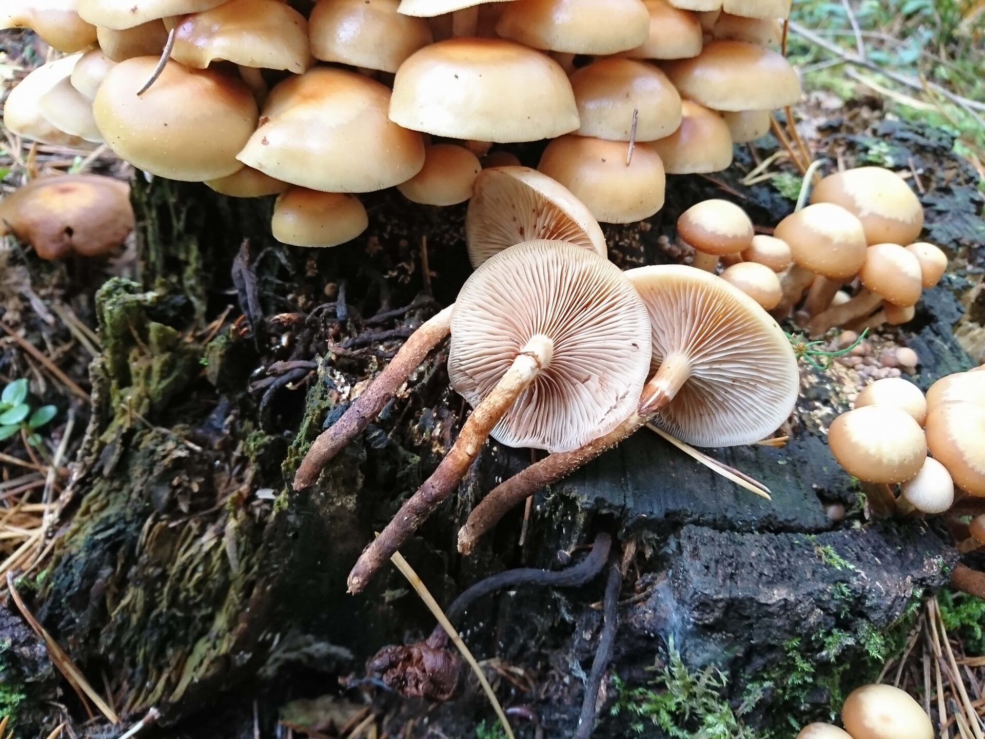 Tänavuse seeneviktoriini võitsid Põlva kooli ja Lihula gümnaasiumi võistkond