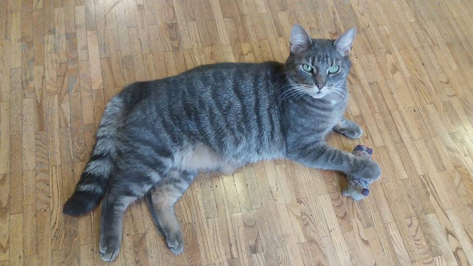 Igor, mitte ainult kass