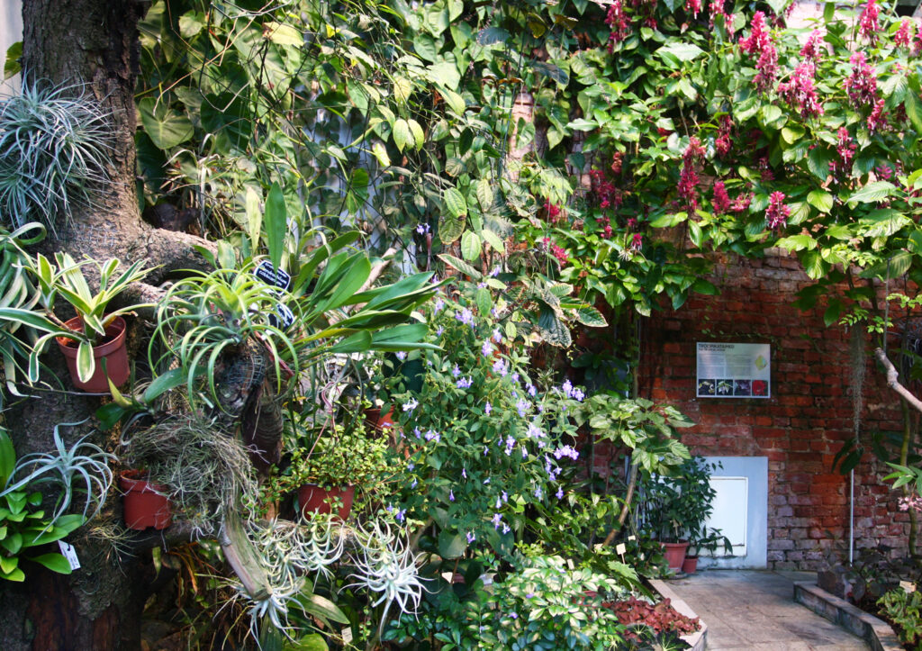 Jõulukuul sooja troopikasse