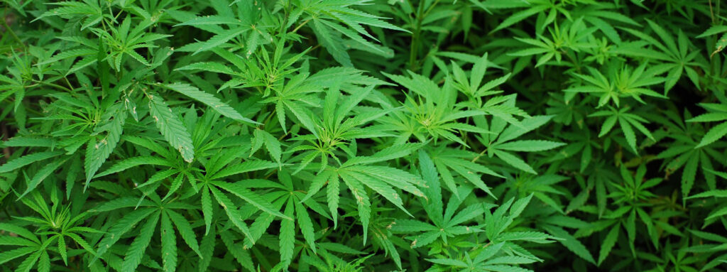 Uimastitarbimise ja vaimse tervise uuring ulatab noortele abikäe