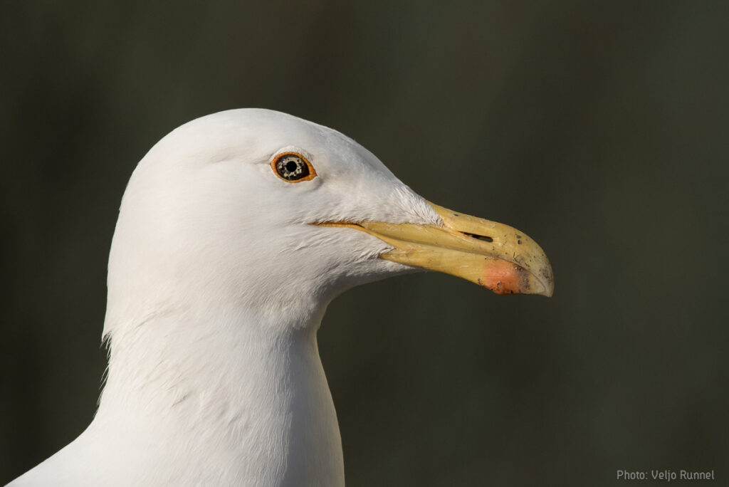 Linnuviktoriin selgitab välja Eesti parimad noored linnutundjad