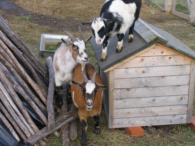 Tulge Ääsmäele seiklema ja loomaaeda!