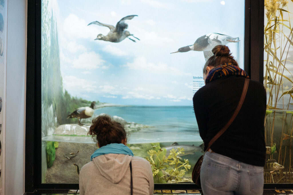 Viis avastamist täis tundi muuseumiööl!