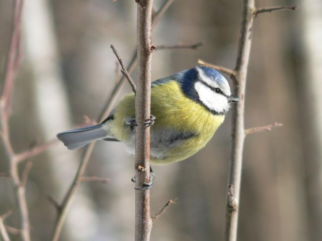 Linnuviktoriin 6.–12. klassidele toimub 6. aprillil