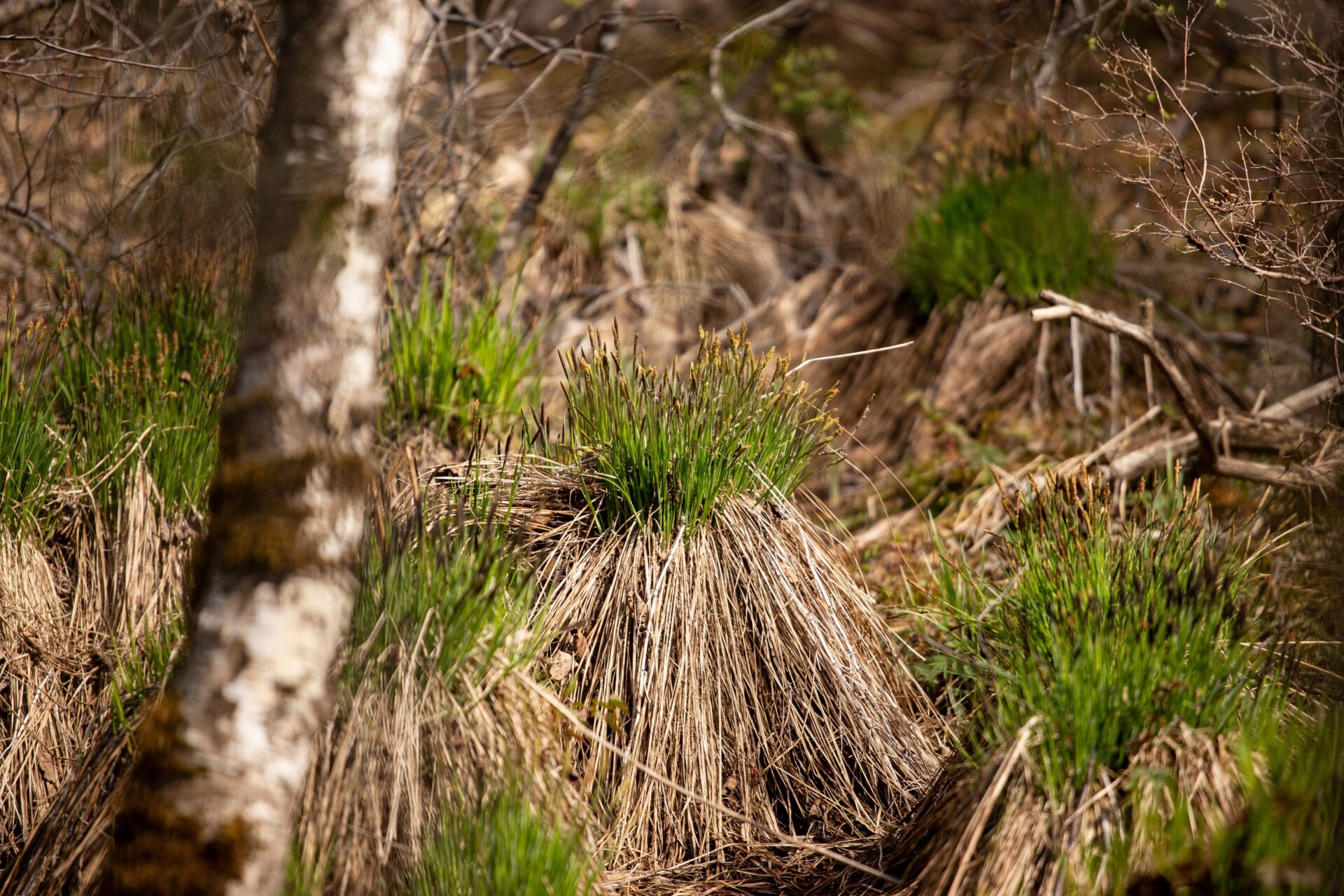 Loodus kutsub: kevadine pokuloendus on alanud!