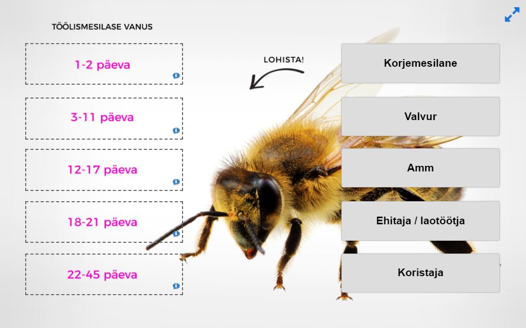Maailm mesilaste tiibadel