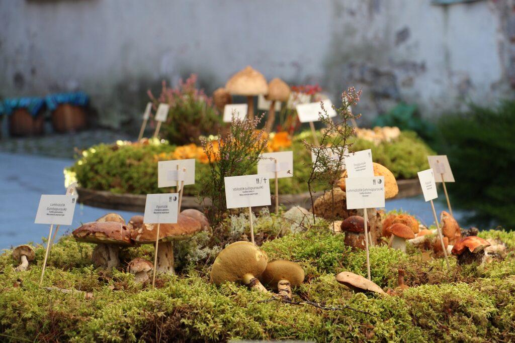 Eesti loodusmuuseumi seenenäitus võtab fookusesse mürkseened ja seenemürgid