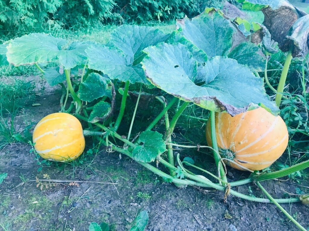 Sügis aias: loodi esimene permakultuurne lasteaia õppeaed Tartus