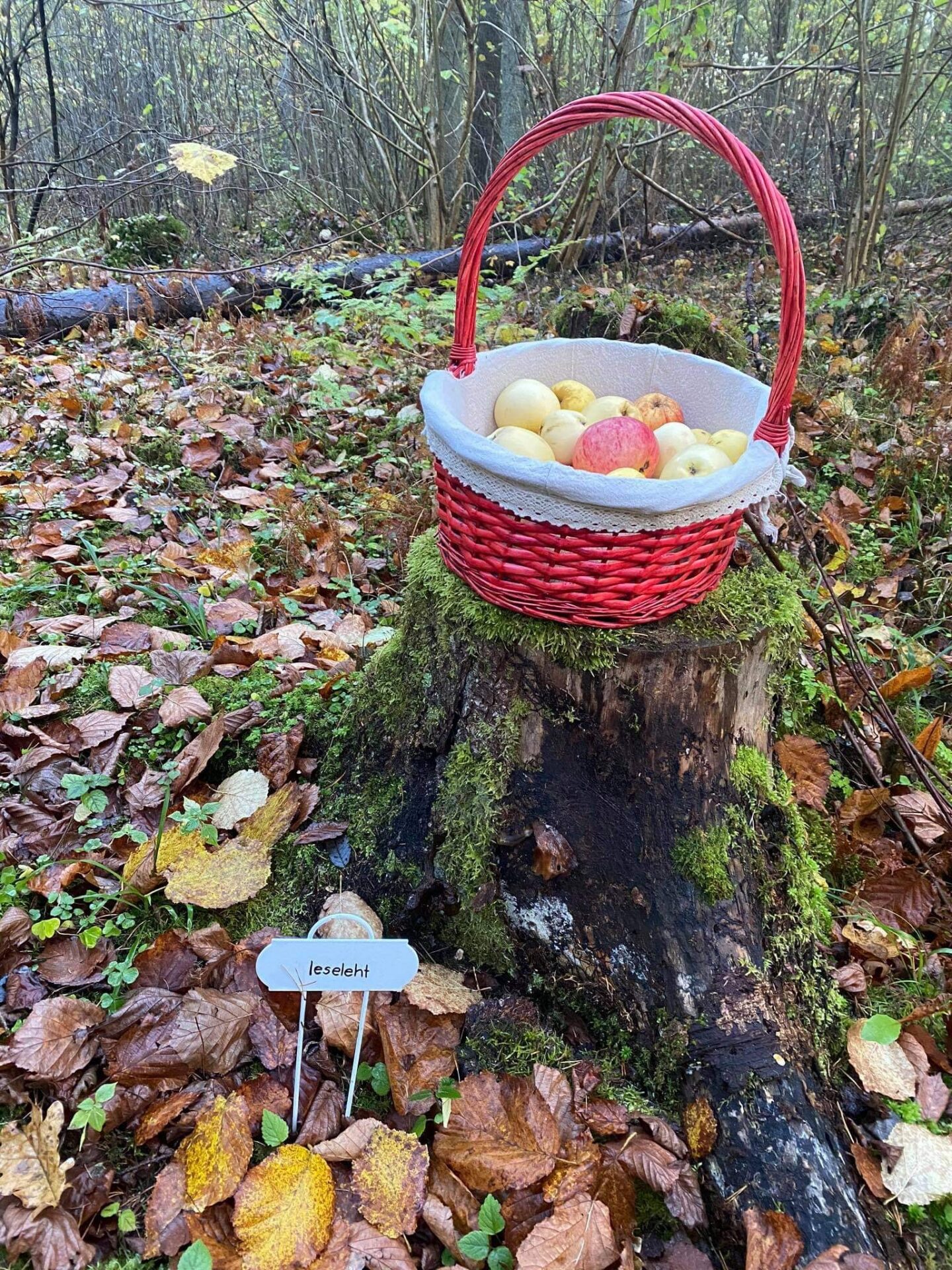 TERA õpetajad käisid kännusupervisioonil