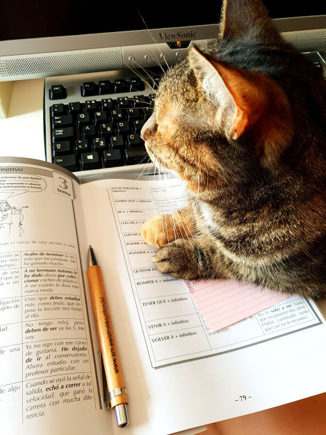 Kuidas laisk ekstravert keeli õppima saada