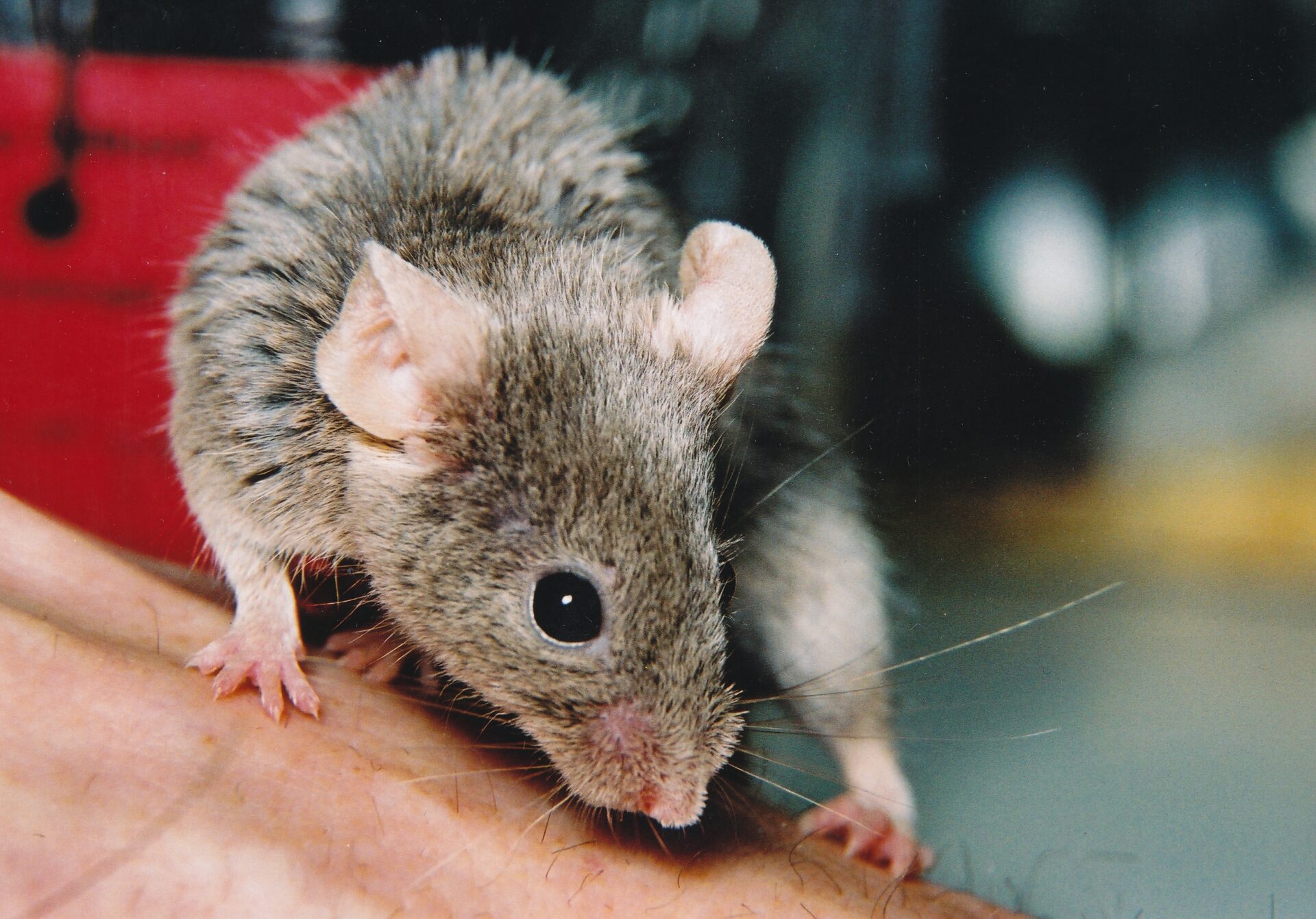 Head loovtööde juhendajad, tähelepanu!