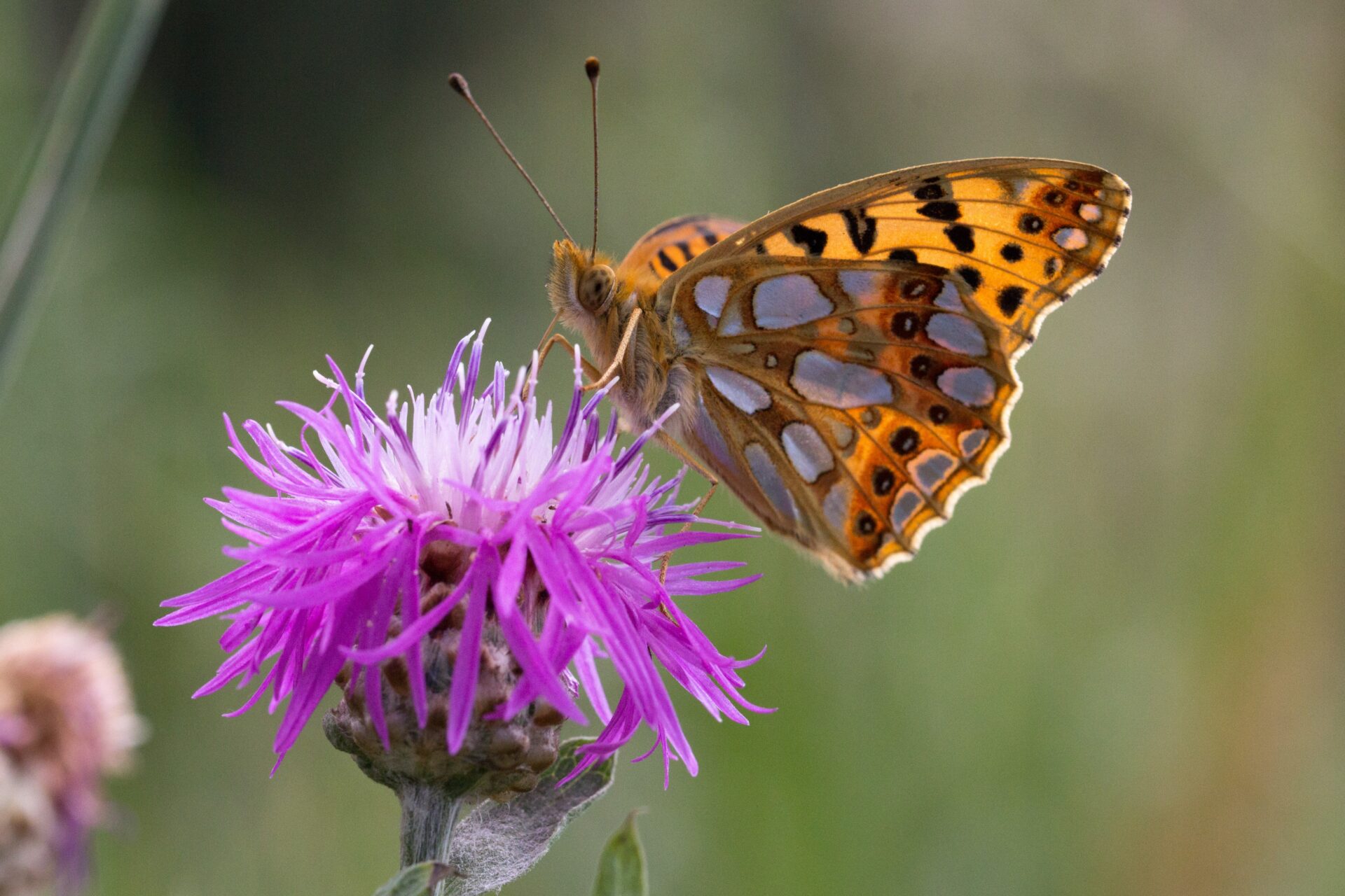 Osale viktoriinil „Putuktolmeldajad“ 31. märtsini