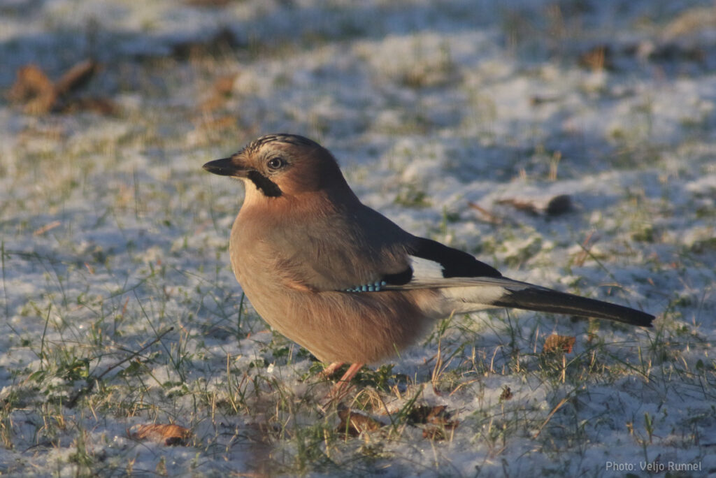 Linnuviktoriini lahendati veebis 468 korda