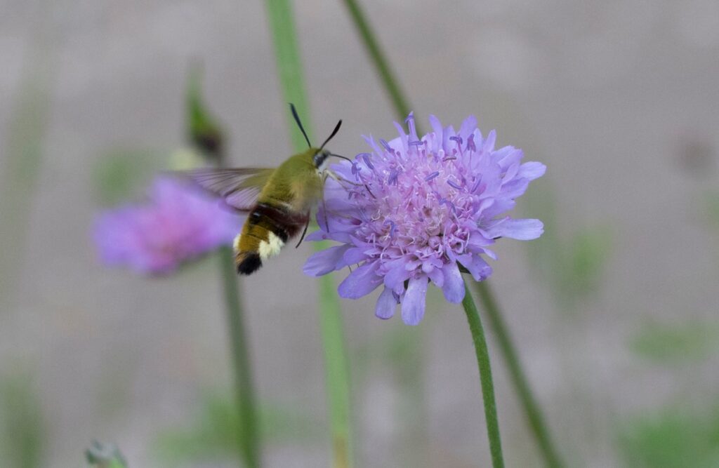 Lõppes viktoriin Eesti putuktolmeldajate kohta