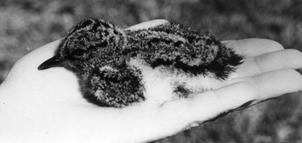 Mööda rahutut künnivagu (1)