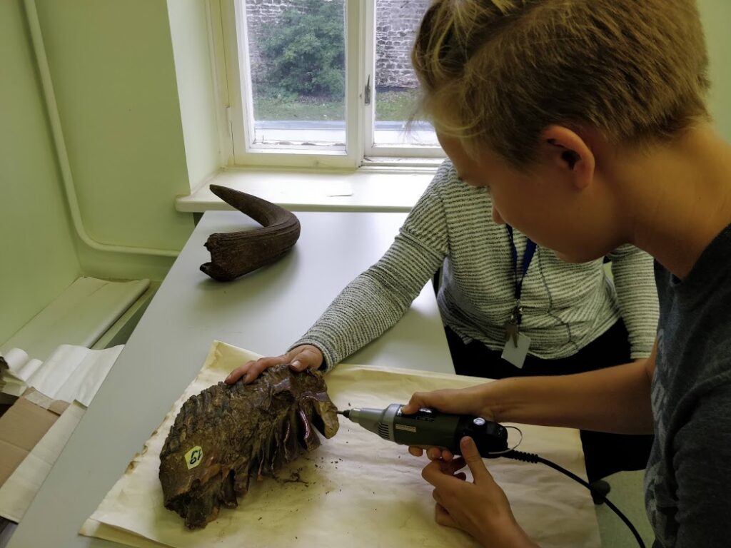 Eesti koolitüdruku teadustöö mammutitest sai rohkelt auhindu
