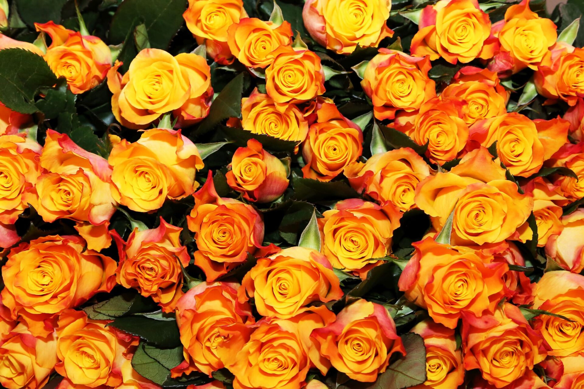 Tartu linn tunnustab olümpiaadidel osalenuid ja nende juhendajaid